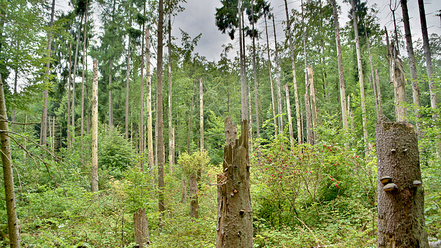 Bannwald   Urwald von morgen