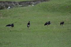 Ngorongoro, Black Birds