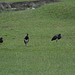 Ngorongoro, Black Birds