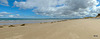 Exceptionally busy morning at Findhorn beach today!