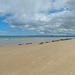 Exceptionally busy morning at Findhorn beach today!