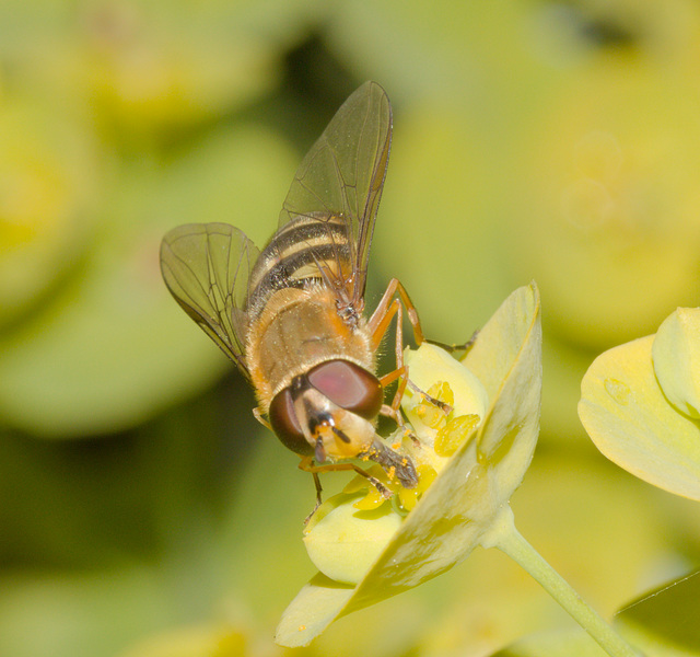 HoverflyIMG 4451