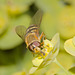 HoverflyIMG 4451