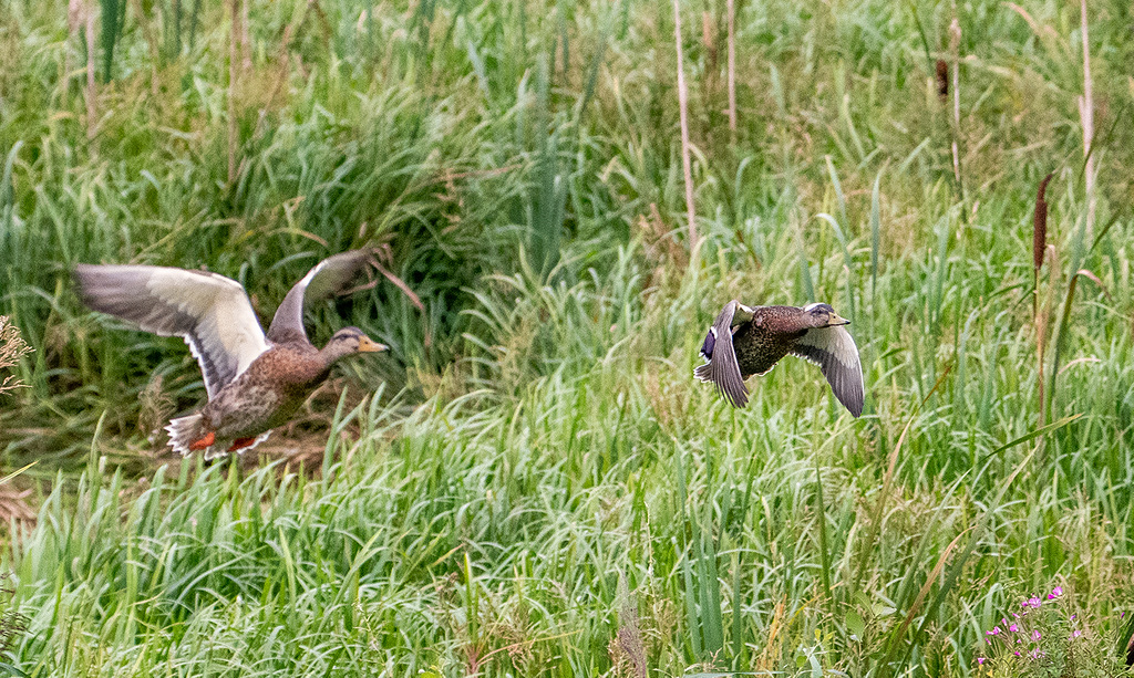 Mallards in flight