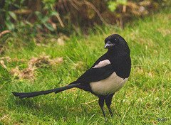 Magpie