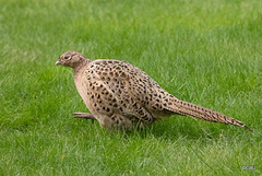 Hen Pheasant