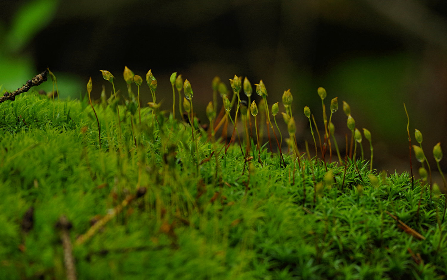 rain forest, small