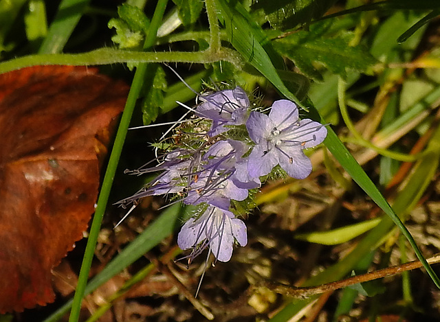 20210822 2490CPw [D~LIP] Rainfarn-Phazelie (Phacelia tanacetifolia) [Büschelschön], Bad Salzuflen
