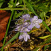 20210822 2490CPw [D~LIP] Rainfarn-Phazelie (Phacelia tanacetifolia) [Büschelschön], Bad Salzuflen