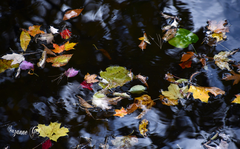 toile d'automne 2