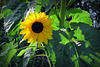IMG 1532-001-Sunflower