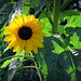 IMG 1532-001-Sunflower