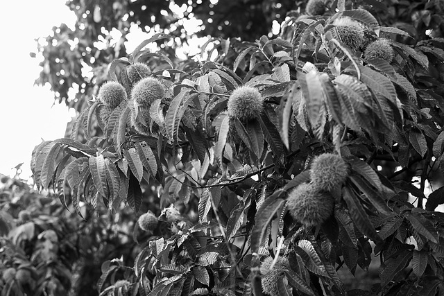 Chestnut Chestnut