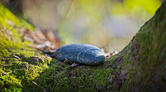 Der Stein im Baumknick :)) The stone in the tree bend :))  La pierre dans l'arbre se courbe :))