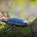 Der Stein im Baumknick :)) The stone in the tree bend :))  La pierre dans l'arbre se courbe :))