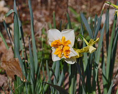 Papillon Daffodil