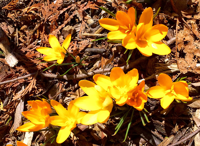 croci, yellow