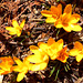 croci, yellow