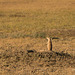 prairie dog lookout