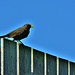 Blackbird On A Fence