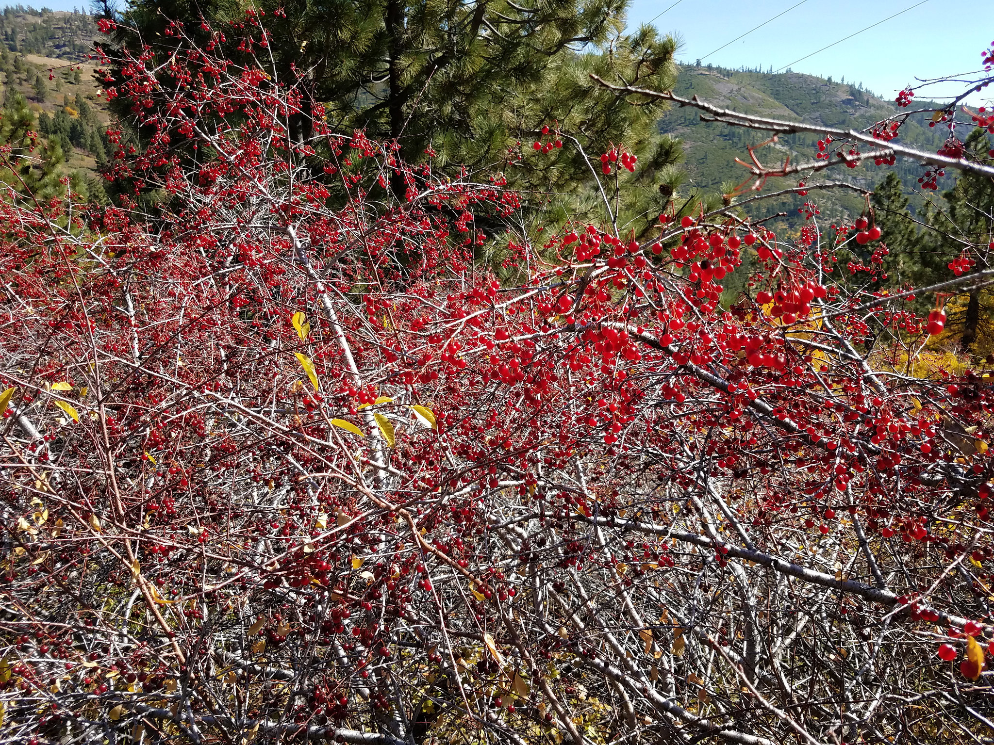 Oregon cherry