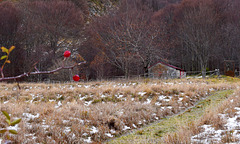 Nel bosco dei lupi