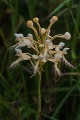 Platanthera Xlueri (P. conspicua x P. ciliaris) natural hybrid orchid