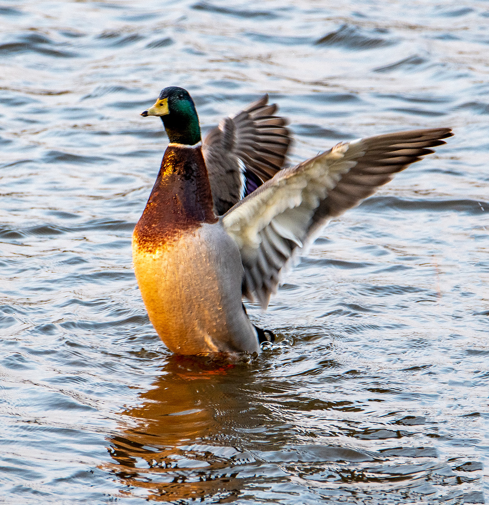 Mallard