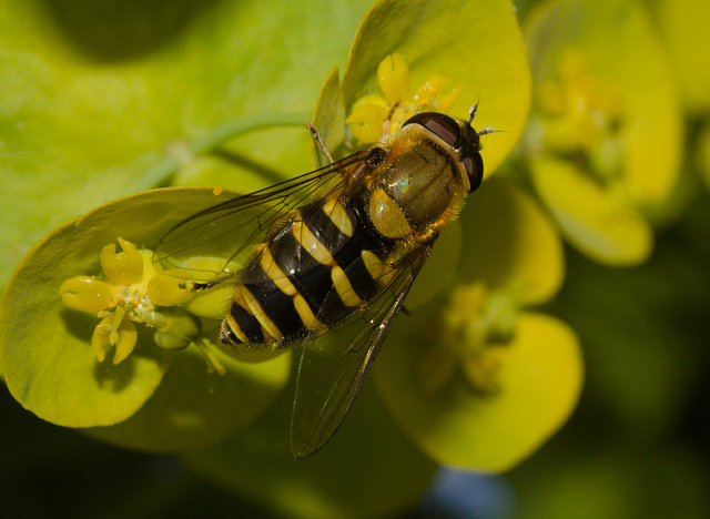 HoverflyIMG 4447