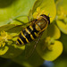HoverflyIMG 4447