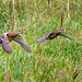 Mallards in flight