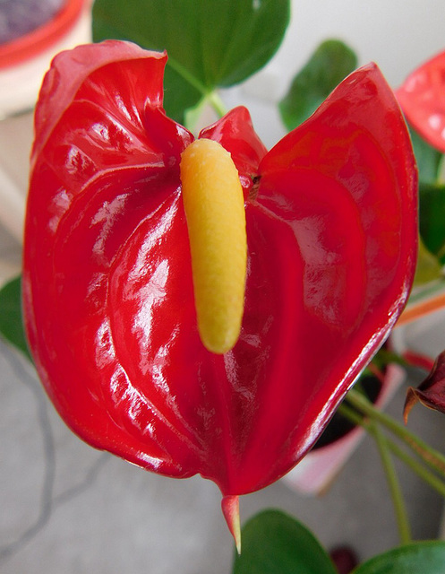 Anthurium