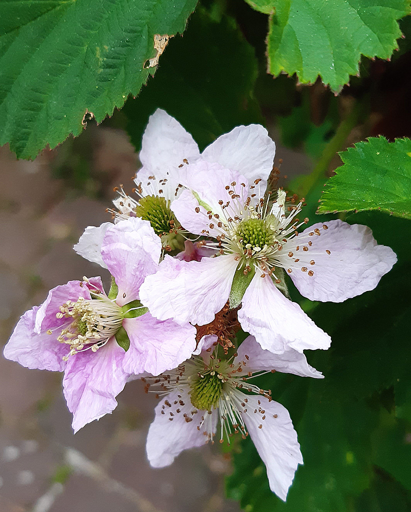 Brombeerblüten