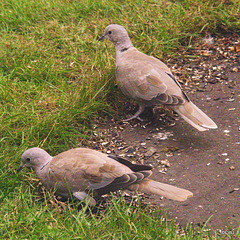 Collared Doves