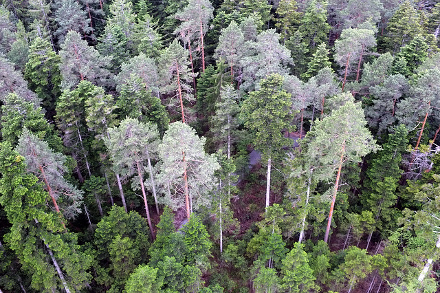 Black Forest from above