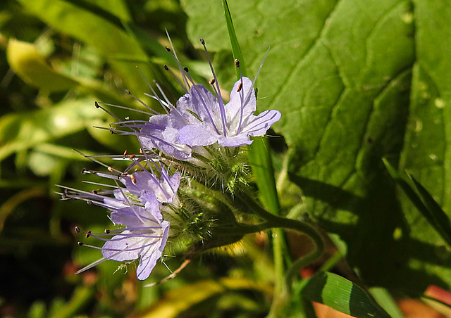 20210822 2491CPw [D~LIP] Rainfarn-Phazelie (Phacelia tanacetifolia) [Büschelschön], Bad Salzuflen