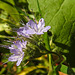 20210822 2491CPw [D~LIP] Rainfarn-Phazelie (Phacelia tanacetifolia) [Büschelschön], Bad Salzuflen