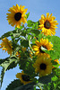 IMG 1533-001-Sunflowers