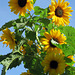 IMG 1533-001-Sunflowers