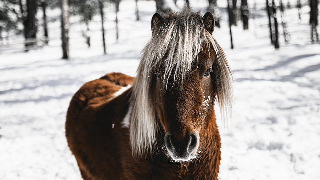 Petit Poney