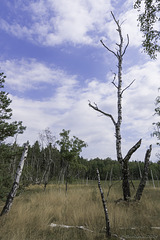 im Naturschutzgebiet Soos (© Buelipix)