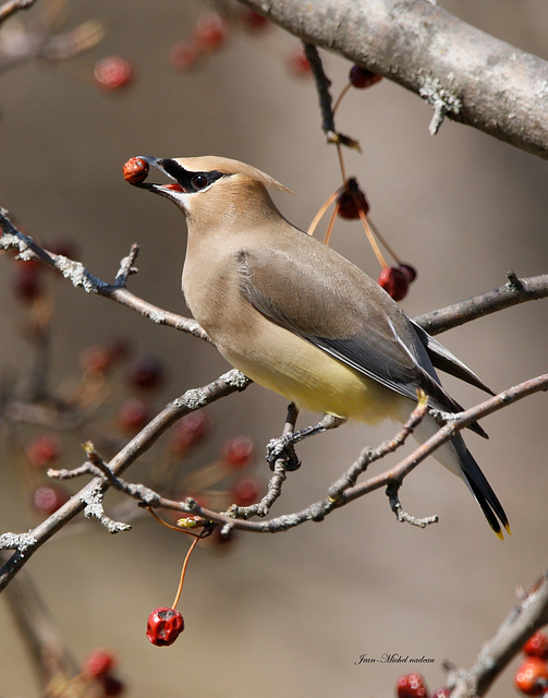 jaseur d'Amérique / cedar waxwing