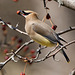 jaseur d'Amérique / cedar waxwing