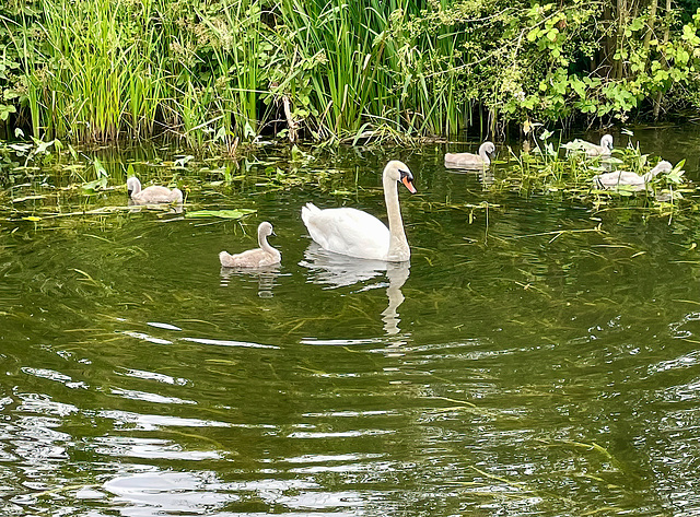 Aylestone Meadows Leicestershire 29th June 2025