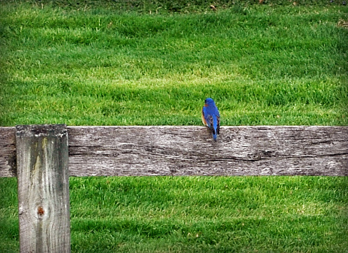 Little Bluebird