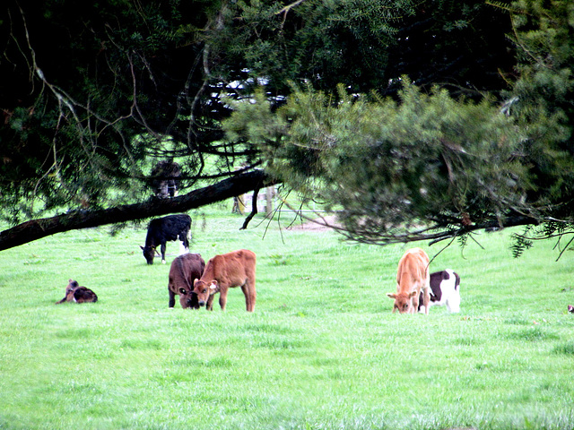 Calves Grazing.