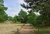 im Nationalpark Vorpommersche Boddenlandschaft (© Buelipix)