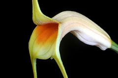 Masdevallia rex