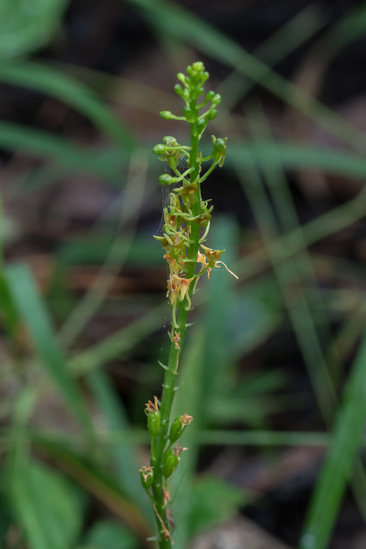 Malaxis spicata (Florida Adder's-mouth orchid)