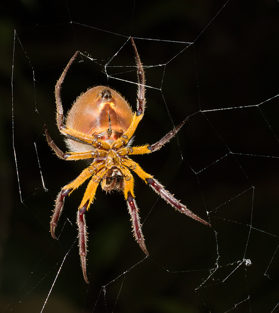 SpiderIMG_3069